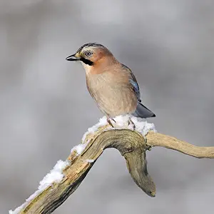 Jay (Garrulus glandarius), perched