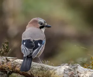 Jay sitting on a fallen trunk lying in the forest in Norway