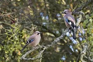 Framed Print : Two jays (Garrulus glandarius) sit on a lichen-covered branch and look at each other in a quiet forest