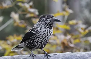Jays (Nucifraga caryocatactes)