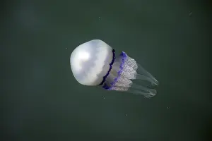 Jellyfish