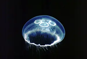 Jellyfish