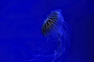 Jellyfish floating underwater with trailing tentacles at night