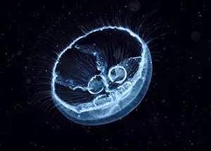 Jellyfish, Jellyfish, Other animals