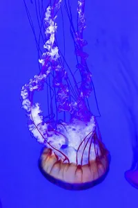 Jellyfish, Pacific sea nettle Chrysaora fuscescens