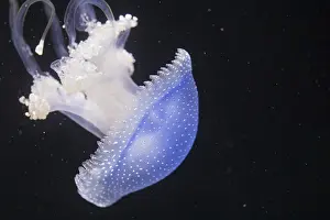 Jellyfish Phyllorhiza punctata
