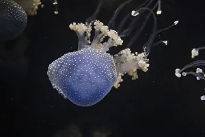 Jellyfish Phyllorhiza punctata