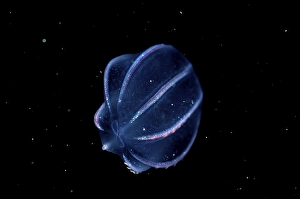 Jellyfish, ribbed jellyfish, Other animals