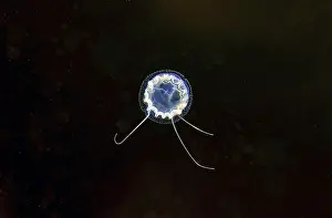 Jellyfish Sarsia (Coryne tubulosa)