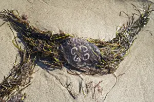 Jellyfish and seaweed on the beach