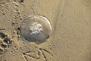 Jellyfish stranded on a sandy beach at sunset