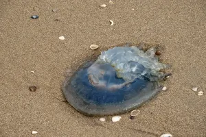 Jellyfish washed up on the beach