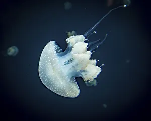 Jellyfish with white dots, root mouth jellyfish (Phyllorhiza punctata)