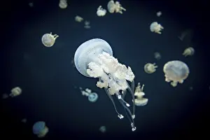 Jellyfish with white dots, root mouth jellyfish (Phyllorhiza punctata)