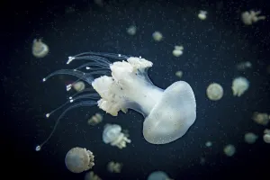 Jellyfish with white dots, root mouth jellyfish (Phyllorhiza punctata)