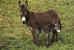 Jenny with foal standing on grass