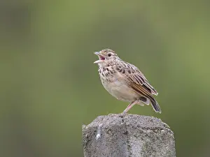 Jerdon's Bush Lark (Mirafra affinis) singing