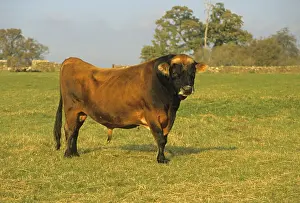 Jersey cattle, Jersey bull standing in the field