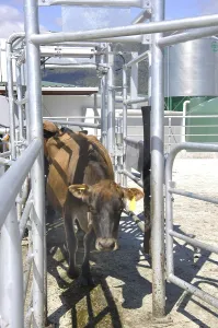 Jersey cow navigating the races outside the milking shed