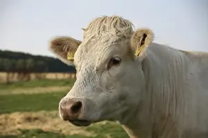 Jersey rind