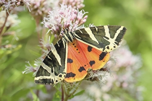 Jersey tiger (Euplagia quadripunctaria)