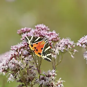 Jersey tiger or Spanish flag (Euplagia quadripunctaria)