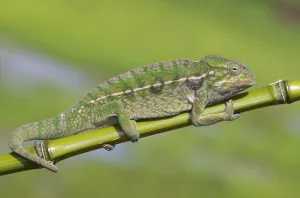 Jewel chameleon (Furcifer lateralis) on plant stem