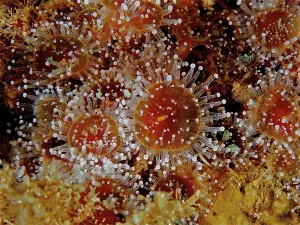 Jewelled anemone (Corynactis viridis)