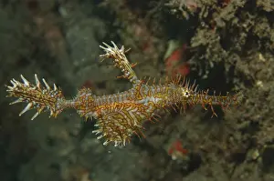 Jewelled Arrowfish (Solenostomus paradoxus)
