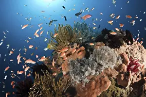 Jewelled flagfish on coral reef
