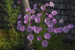 Jewellery basket (Cosmea), Bavaria