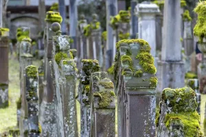 Jewish cemetery with gravestones and grave slabs with green moss
