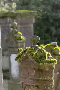 Jewish cemetery with gravestones and grave slabs with green moss