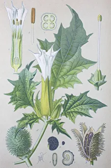 Jimson Weed (Datura stramonium)