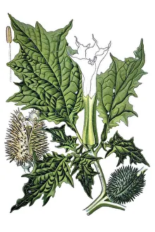 Jimson weed, devil's trumpet (Datura stramonium)