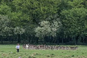Joggers meet a herd of Fallow Deers