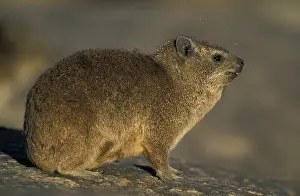 Johnston's rock hyrax (Procavia johnstoni)<br> Johnston's rock hyrax (Procavia johnstoni)