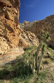 Joshua Tree, Lake Mead National Recreation Area