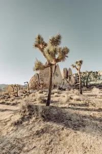Joshua Tree National Park