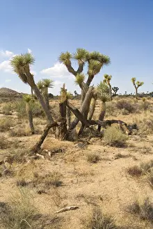 Joshua Tree National Park (NP)