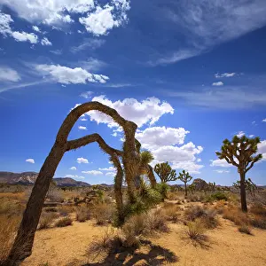 Joshua Tree National Park Yucca Valley in Mohave desert California USA