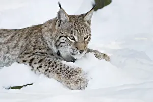 Joung European lynx is playing in the snow (Lynx lynx)<br>Bavaria