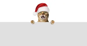 A joyful cat in a Santa hat smiles and looks out from behind a gray wall