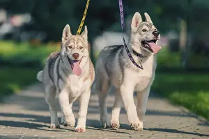 Two joyful Siberian husky puppies on colored leashes walk in the park in summer