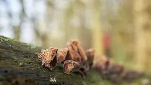 Judas ear (Auricularia auricula-judae) on a dead tree trunk in the forest