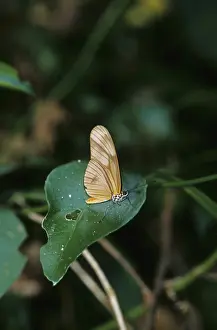 Juliet butterfly (Dryas julia)