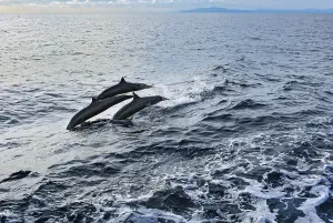 Jumping dolphins, bottlenose dolphins (Tursiops truncatus)