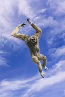 Jumping lar gibbon or white-handed gibbon (Hylobates lar)