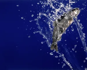 Jumping Rainbow Trout