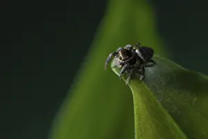 Jumping spider (Evarche falcata)